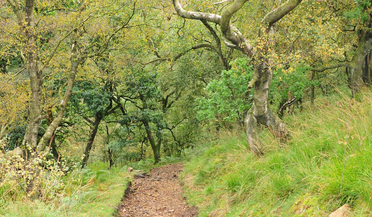 Longdendale Trail – Wanderung auf das Hochmoor 